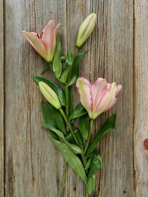 PINK L.A. HYBRID LILIES